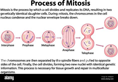 Phases of mitosis .